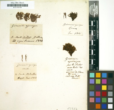 Grimmia apocarpa Hedw.