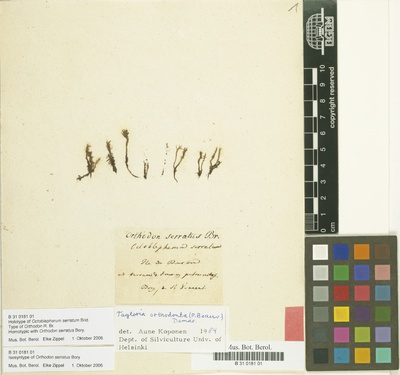 Orthodon serratus BoryOctoblepharum serratum Brid.Tayloria orthodonta (P.Beauv.) Wijk & Margad.