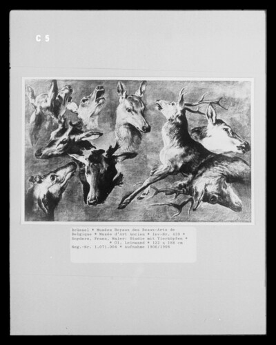 Study with animal heads
