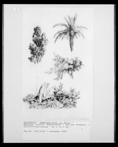 Tree Studies