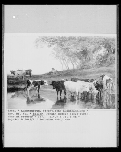 Cows on the lake shore