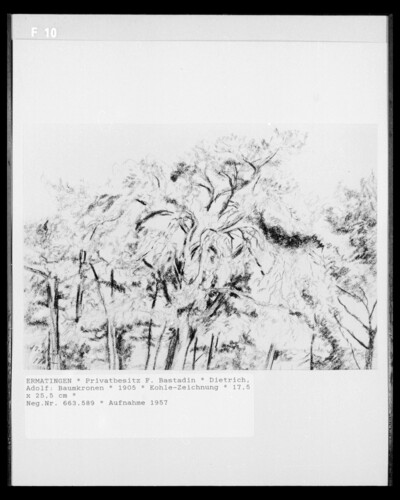 Tree crowns