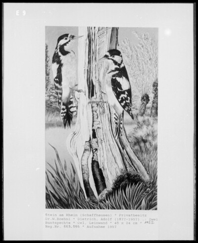 German woodpeckers