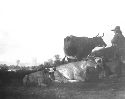 Grazing cattle