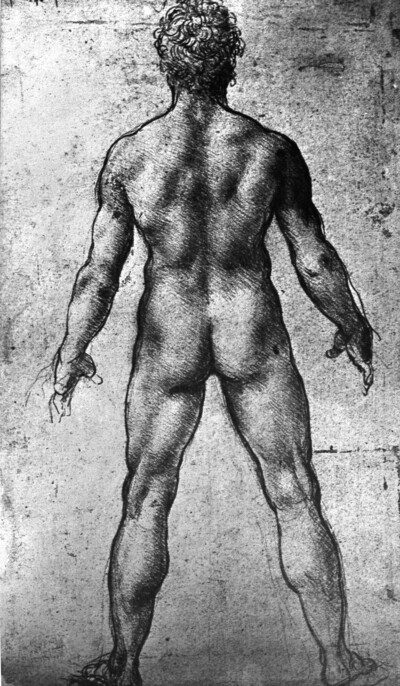 Study of a male back