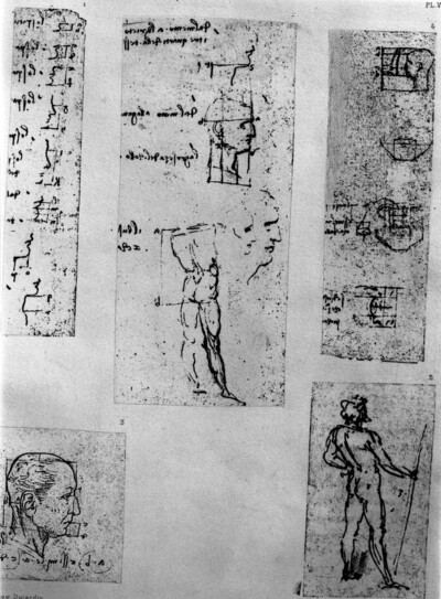 Male proportions studies: 12304 recto (detail), 12606, 12718 recto