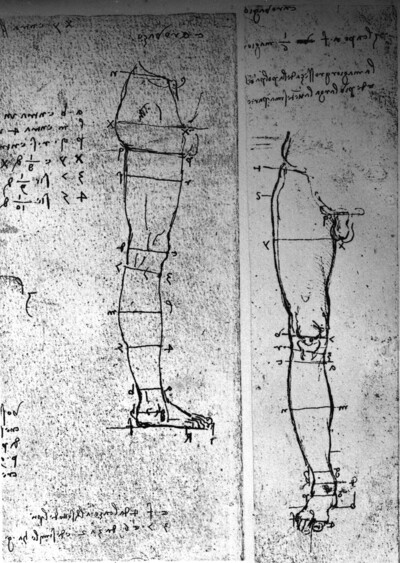 Proportional studies of a male leg from the Anatomical Manuscript C: 19136-19139 verso