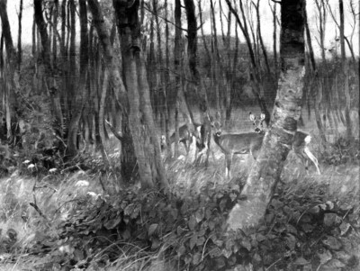 Deer in the deciduous forest