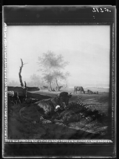 Cow with calf on pasture