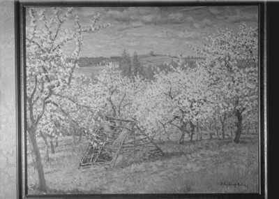 Blooming cherry trees