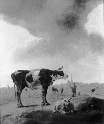Cattle and sheep