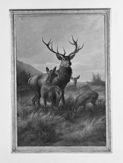 Deer with pack