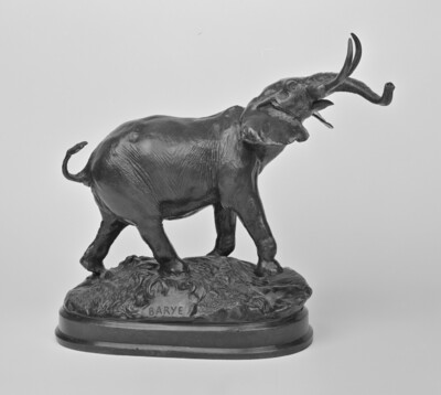 Trumpeting African Elephant