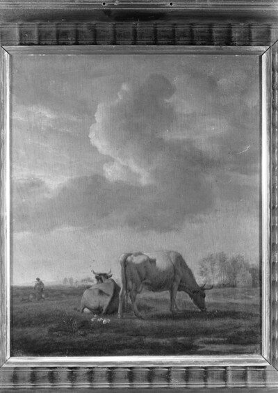 Cows on pasture