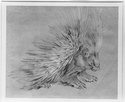 Porcupine
