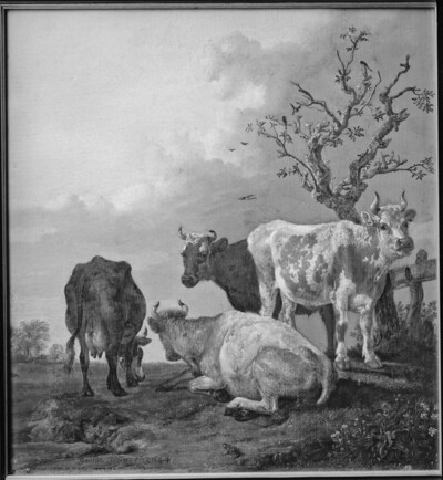 On the pasture