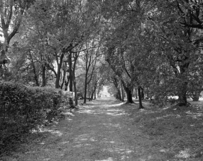 Garden of Torrigiani villa
