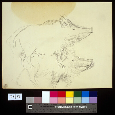boar