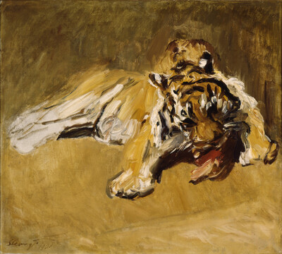 Dressing tiger (in Frankfurt zoo)