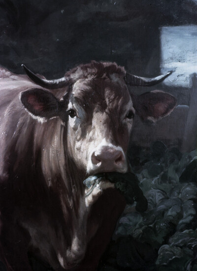 The cow in the Kohlfeld