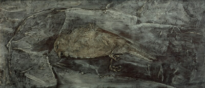 Dead bird