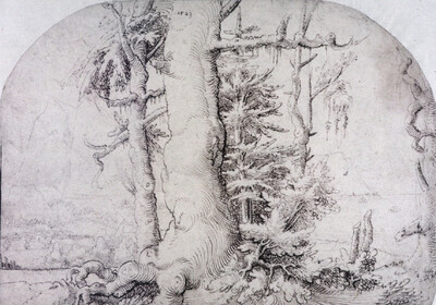 Landscape with oak