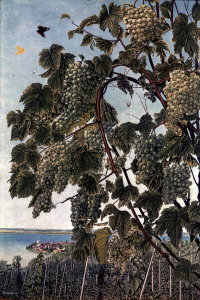 Grapes