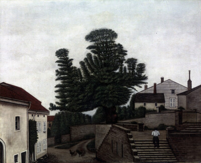 Der Lindenbaum von Hadol