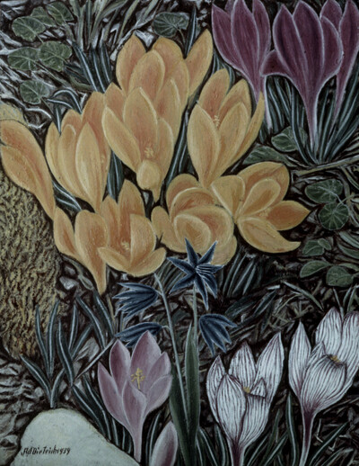 Krokus
