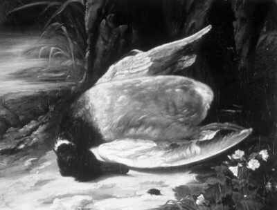 Wild duck