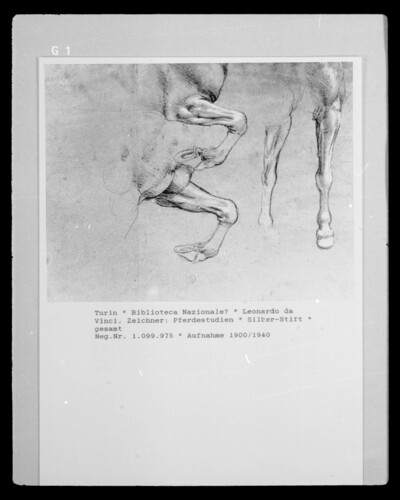 Horse Studies