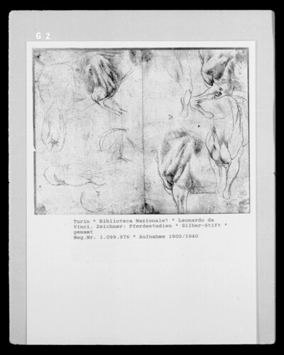 Horse Studies