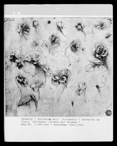 Study of flowers