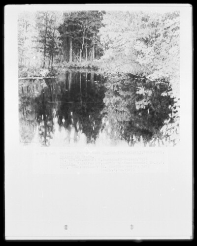 Woman in the Walde