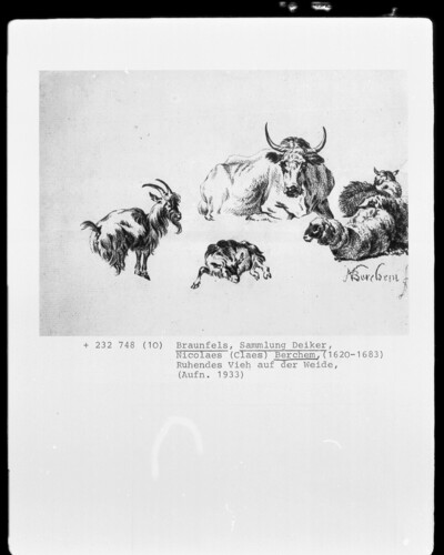 Quietly cattle on pasture