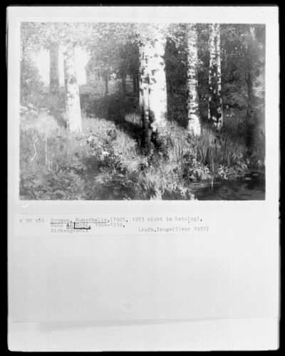 Birch wood