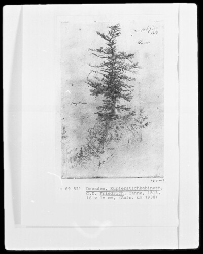 Study of a fir tree
