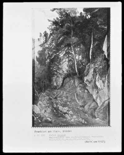 Waldweg im Gebirge