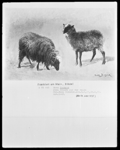 Two sheep in the willow