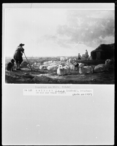 Sheep herd on pasture