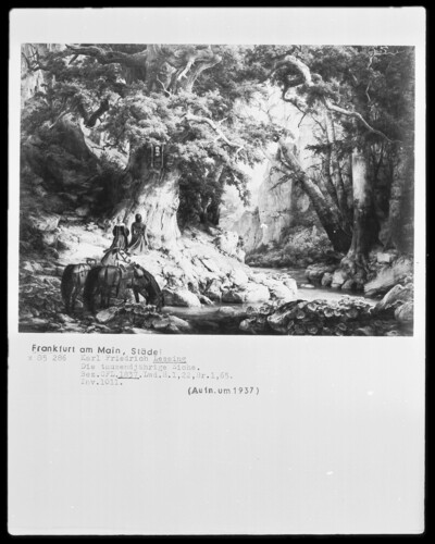 The thousand-year-old oak
