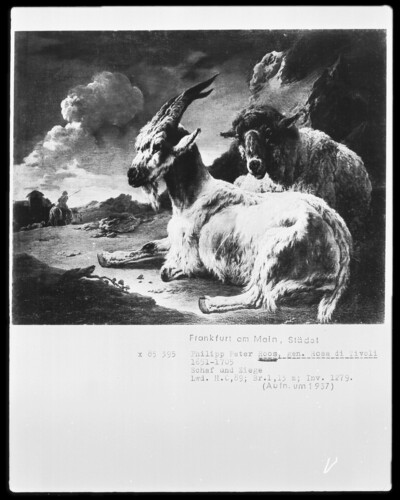 Sheep and goat