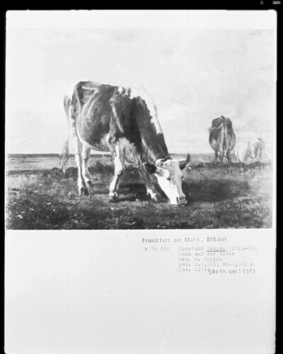 Cows on pasture
