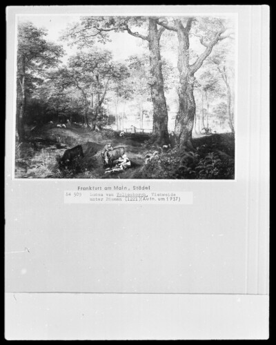 Livestock grazing under trees