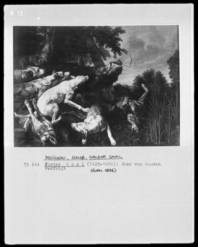 Boar persecuted by dogs