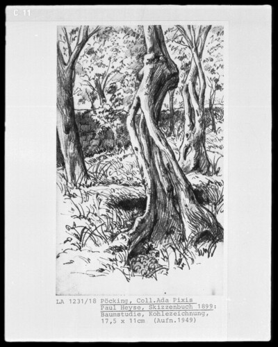 Tree Study