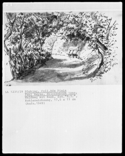 Forest road with bench