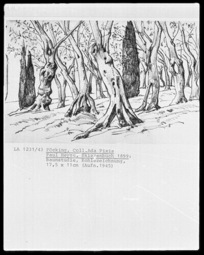 Tree Study