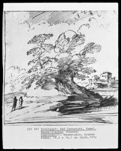 Tree Study