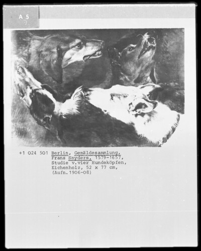 Study with four dog heads